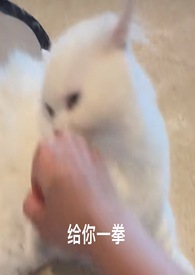 喵喵喵小宝贝